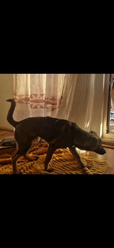 Rasse raten Rumänische Hündin-Beitrag-Bild