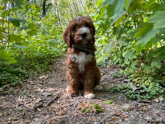 Hundetreffen-Welpen-Kumpel gesucht-Bild