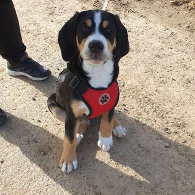 Hundetreffen-Welpentreffen Bornheim-Bild