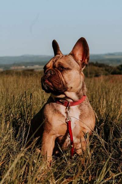 Französische Bulldoggen-Beitrag-Bild
