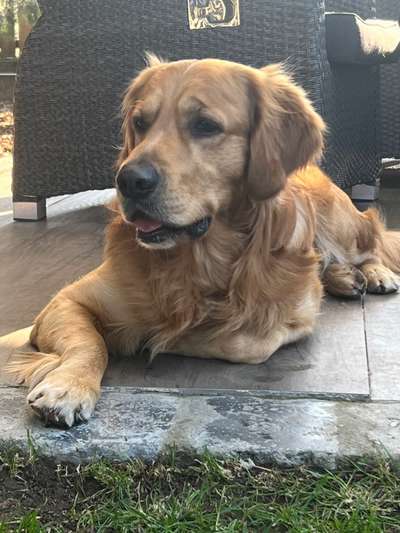 Wo sind die Golden Retriever Liebhaber?-Beitrag-Bild