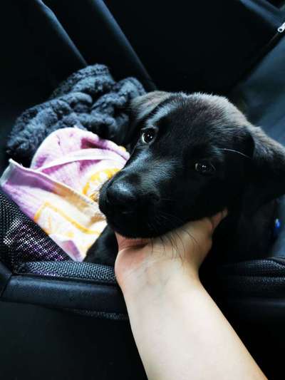 Welpe frisst alles was er findet-Beitrag-Bild