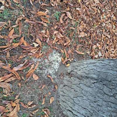 Giftköder-Dünger oder Kalkstreuung (giftig)-Bild