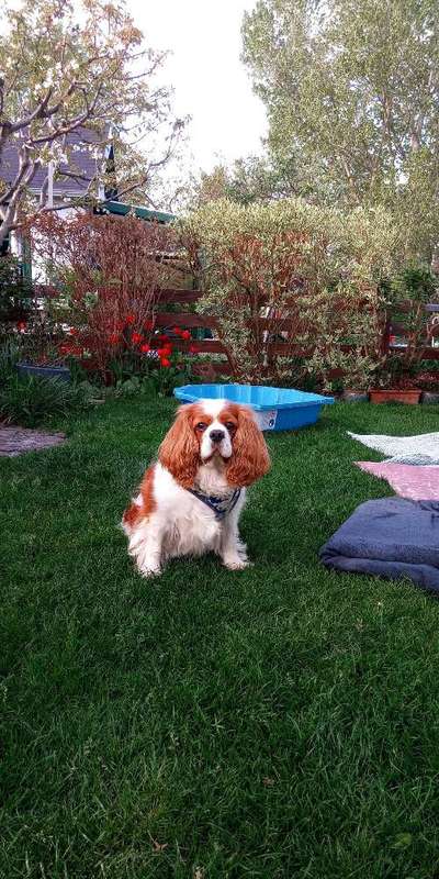 TierschutzhundeStammtisch🐕-Beitrag-Bild