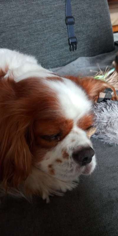 TierschutzhundeStammtisch🐕-Beitrag-Bild