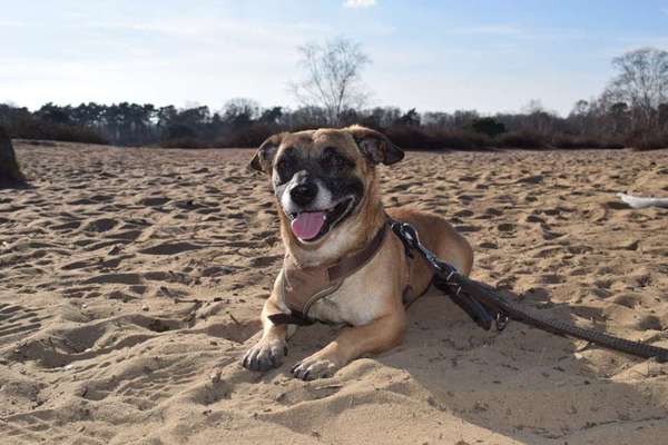 Dogorama Photo Challenge - Der Frühling kommt-Beitrag-Bild