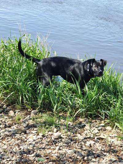 Dogorama-Monats-Challenge-Mai "Wasser"-Beitrag-Bild