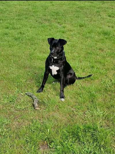 Wie wichtig ist euch das Aussehen eures Hundes?-Beitrag-Bild