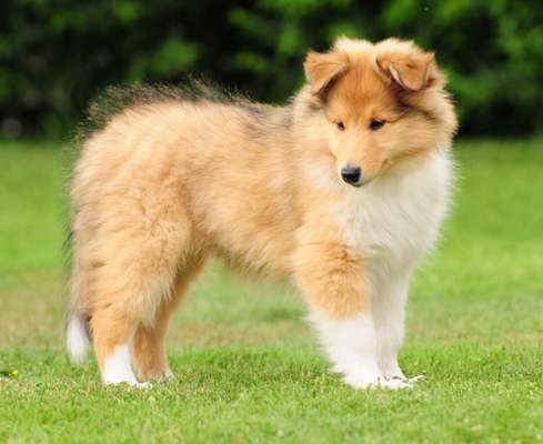 Welpen Bilder !-Beitrag-Bild