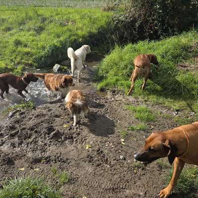 Hundetreffen-Fellnasenrunde-Bild