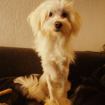 Chinese Crested (Chinesischer Schopfhund)-Beitrag-Bild