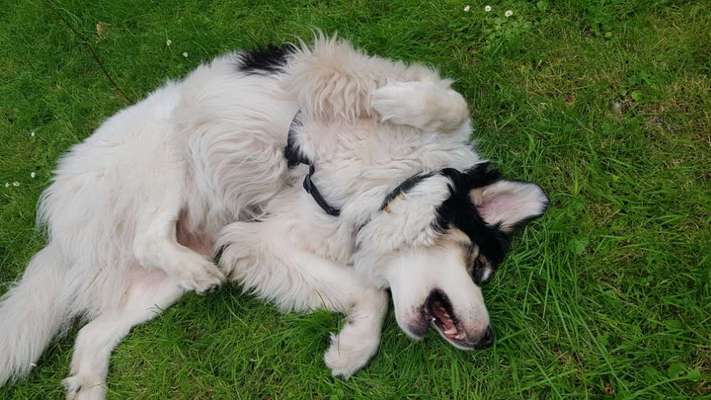 Fotosammlung: ,,Der natürliche Hund" Unbearbeitet, ungestellt und in Natura-Beitrag-Bild