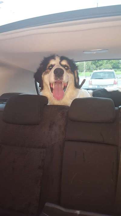 FOTOCHALLENGE 70 - Dein Hund im Auto-Beitrag-Bild