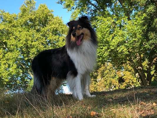 Collies -wo seid ihr?-Beitrag-Bild