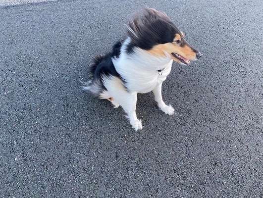 Langhaar Collies-Beitrag-Bild