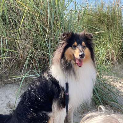 Langhaar Collies-Beitrag-Bild