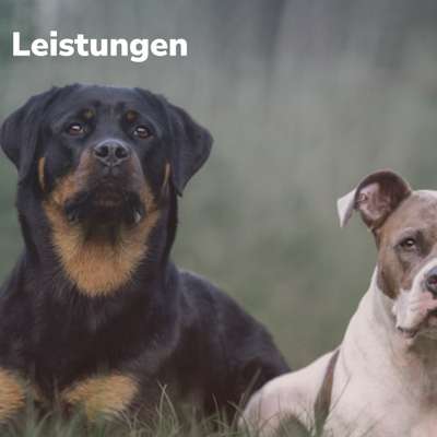 Giftköder-Leistungen-Bild