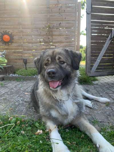 Herdenschutzhunde-Beitrag-Bild