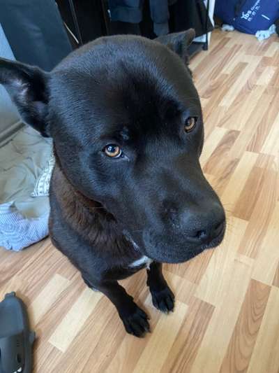 Mischlingshunde Foto Aufruf-Beitrag-Bild