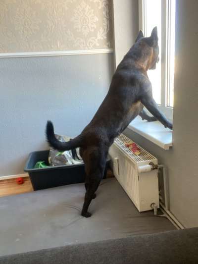 Mischlingshunde Foto Aufruf-Beitrag-Bild