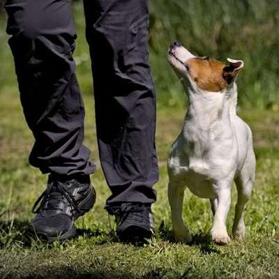 Giftköder-Einzeltraining-Bild