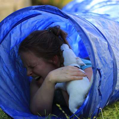 Hundeschulen-Schnüffelgefährten-Bild