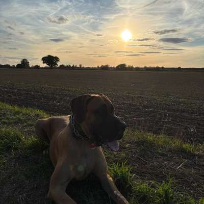 Hundetreffen-Spielrunde-Bild