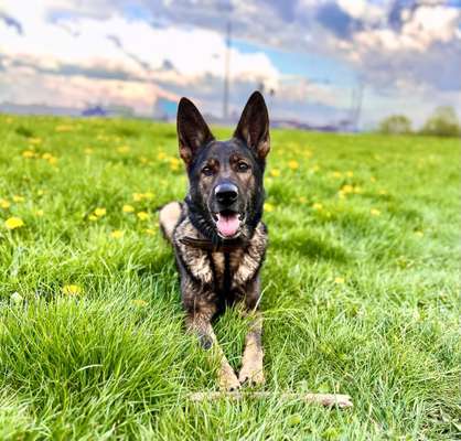 Hundetreffen-Gemeinsame Spaziergänge und Trainingspartner gesucht-Bild