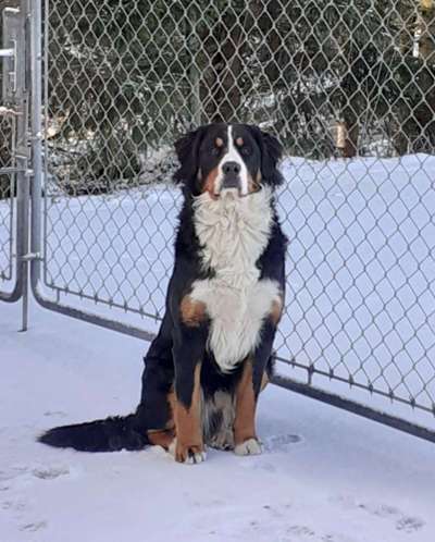 Berner Sennen-Beitrag-Bild