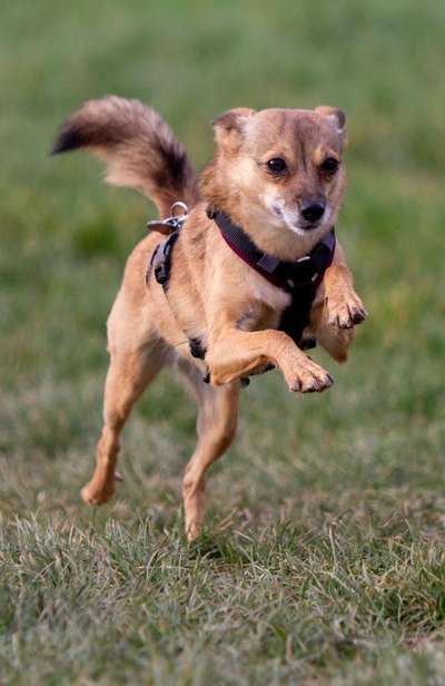 Dogorama Photo Challenge - Hunde in Action-Beitrag-Bild