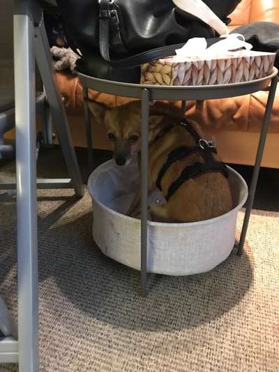 12. Farben Foto Challenge --- Braun-Beitrag-Bild