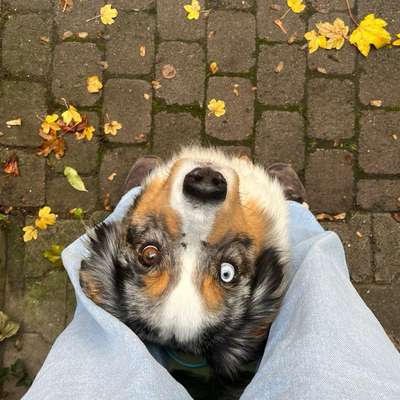 Hundetreffen-Social Walk-Bild
