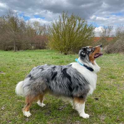 Hundetreffen-Social Walk-Bild