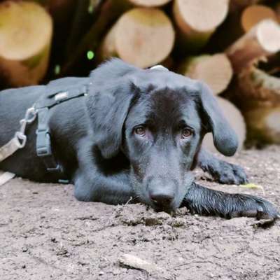 Hundetreffen-Gassifreunde für Ares-Bild