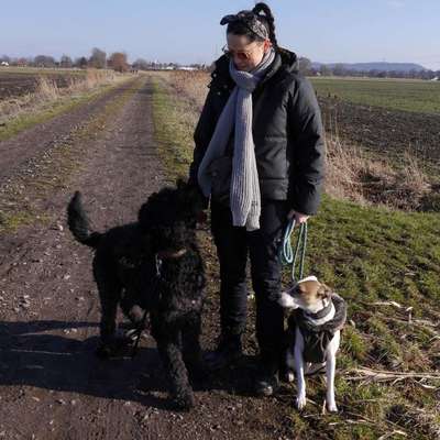 Hundeschulen-Hundgerecht Hundetraining-Bild