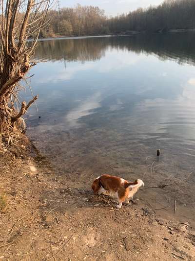 Hundetreffen-Gassirunden im Grünen-Bild