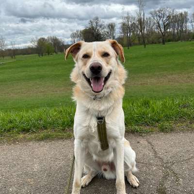 Hundetreffen-Gemeinsame Spaziergang-Bild