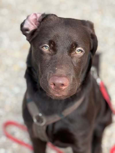 Hundetreffen-Socialwalk | gemeinsames Training-Bild