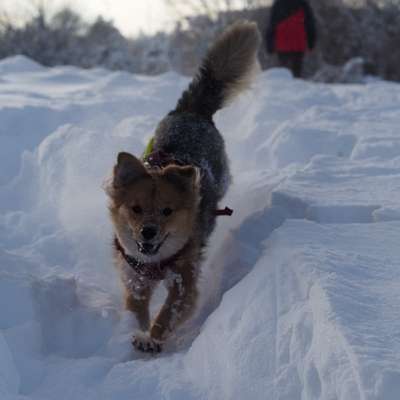 Hundetreffen-Hundebegegnung Socialwalk-Bild