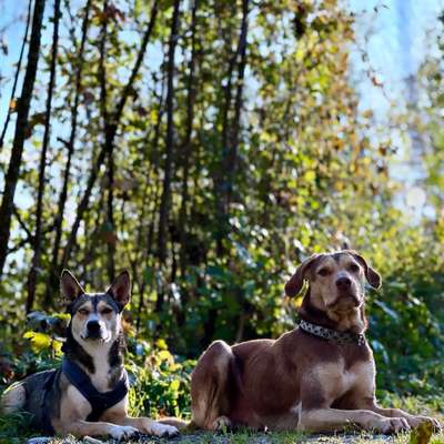 Hundetreffen-Zughundegruppe Anfänger-Profilbild