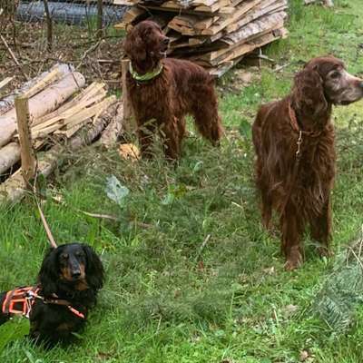 Hundeschulen-Hundeschule im Grund-Bild