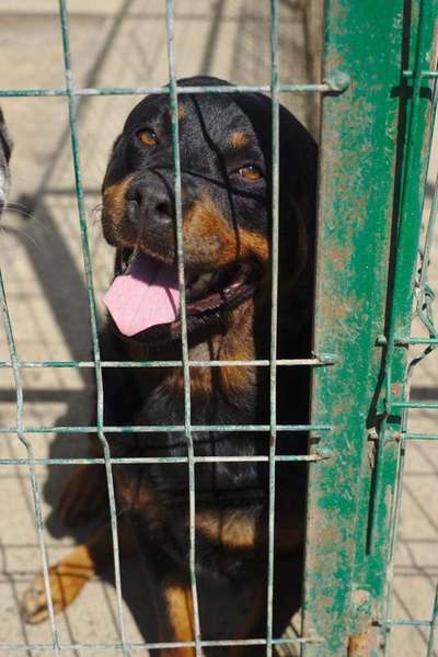 Rottweiler-Beitrag-Bild