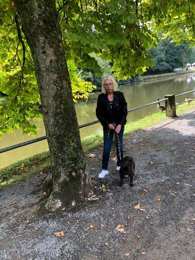 Hundetreffen-Spiel und Gassirunde-Bild