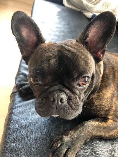 Französische Bulldoggen-Beitrag-Bild