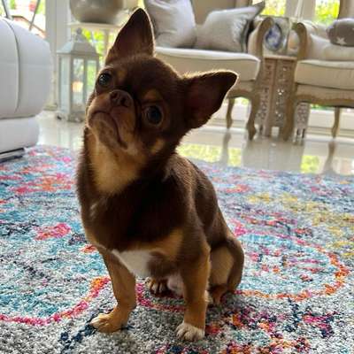 Hundetreffen-Chihuahua -Treffen-Bild