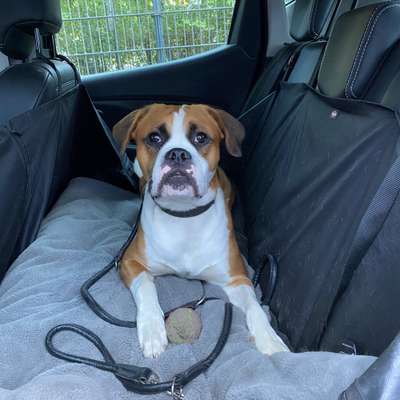 Hundetreffen-Spielrunde am Ostbahnhof-Bild