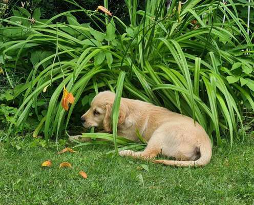 Farben Fotochallenge Thema ,,Grün"-Beitrag-Bild