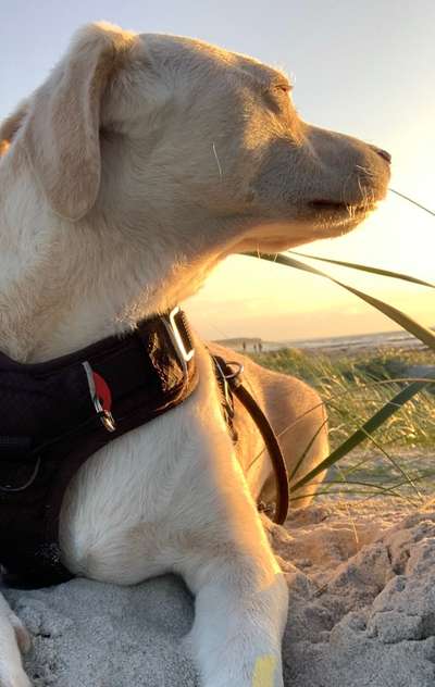 Dogorama Photo Challenge - Gassipause-Beitrag-Bild