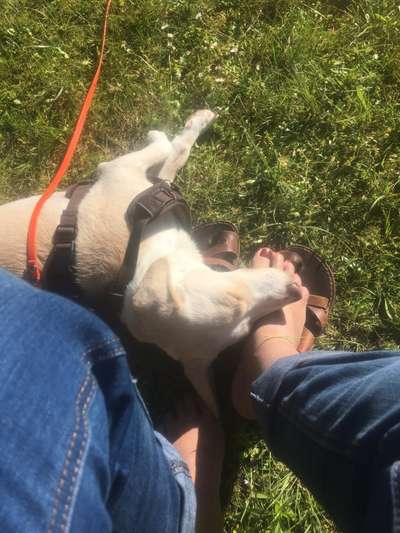 Dogorama Photo Challenge - Gassipause-Beitrag-Bild