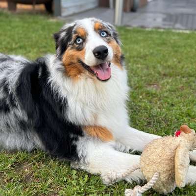 Hundetreffen-Gassi- und Spielrunde